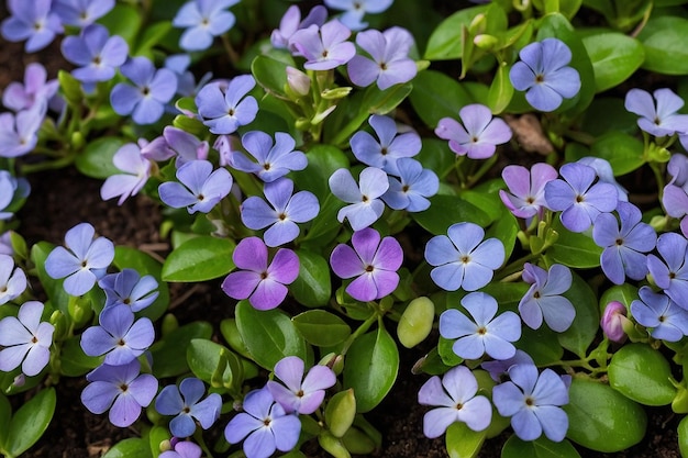 Default Blossoming periwinkle ground cover