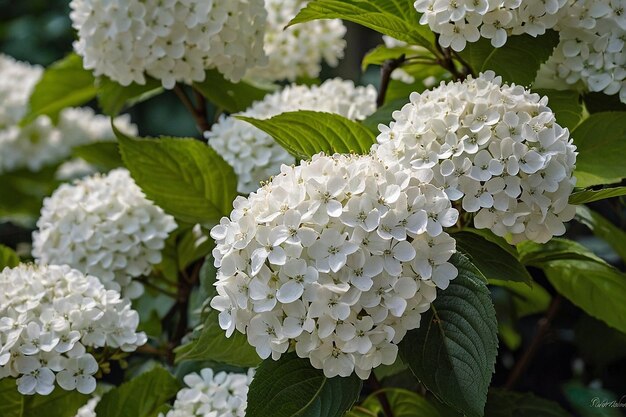 Default Blossoming snowball viburnum