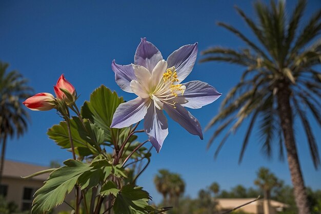 Photo default columbine flower with a palm tree in the background