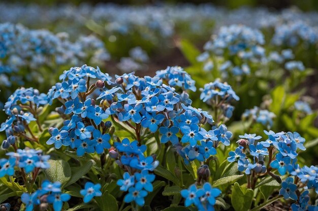 Default A field of blooming forgetmenots