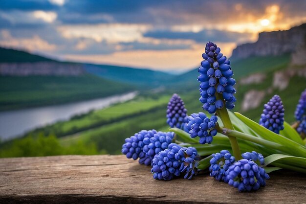 Photo default grape hyacinth with a scenic view