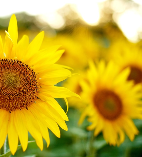 Deficit of sunflower oil in the world Sunflower field Sunflower bloom in summer