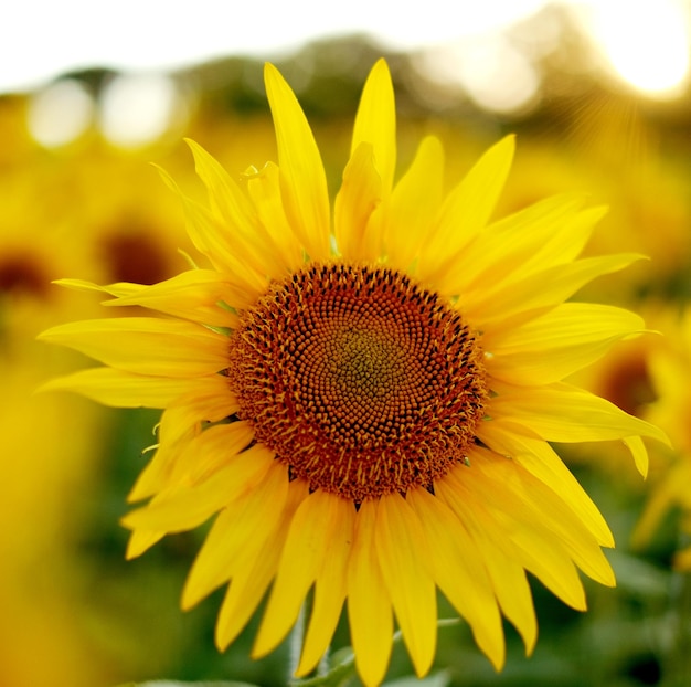 Deficit of sunflower oil in the world Sunflower field Sunflower bloom in summer