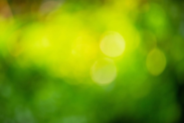 Defocus light tree with green leaves and raindrops Blurred natural background