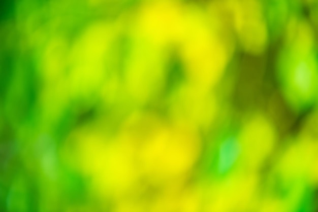 Defocus soft light background Green and yellow foliage blurred background