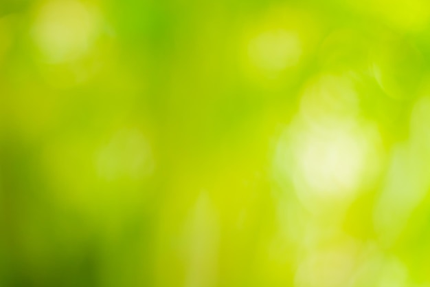 Defocused image of fresh green leaf