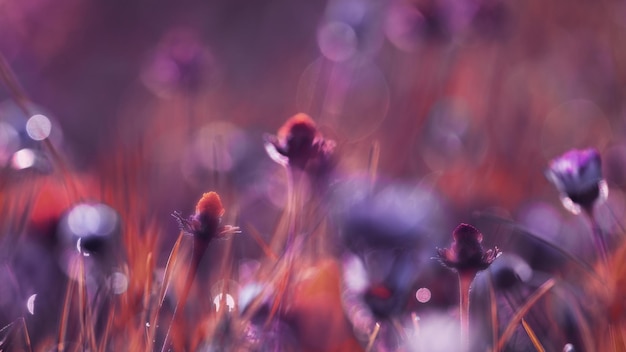 Defocused image with field flowers on a sunny day