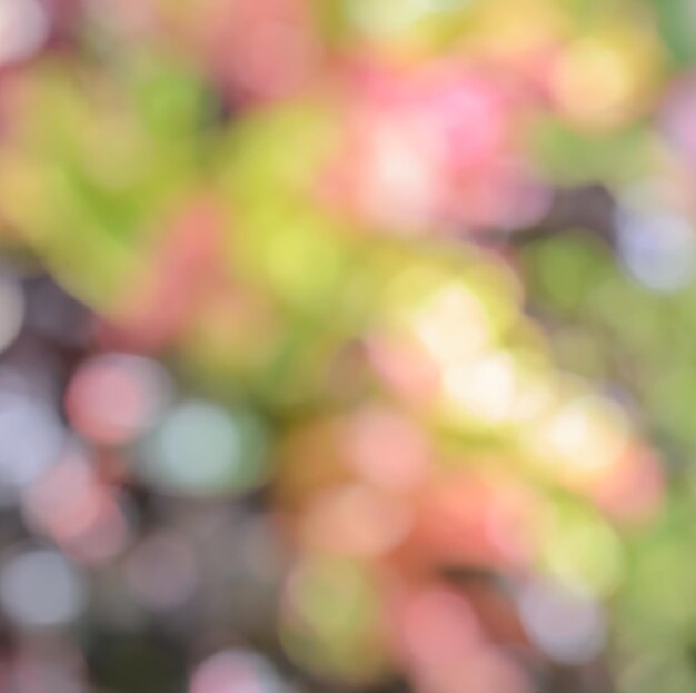 Defocused nature flower abstract background