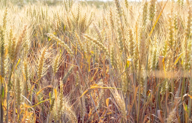 defocused wheat fieldgrowth nature harvestbread makinghome bakery agriculture farmripening