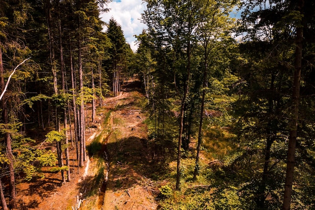 Deforestation by total illegal logging top view