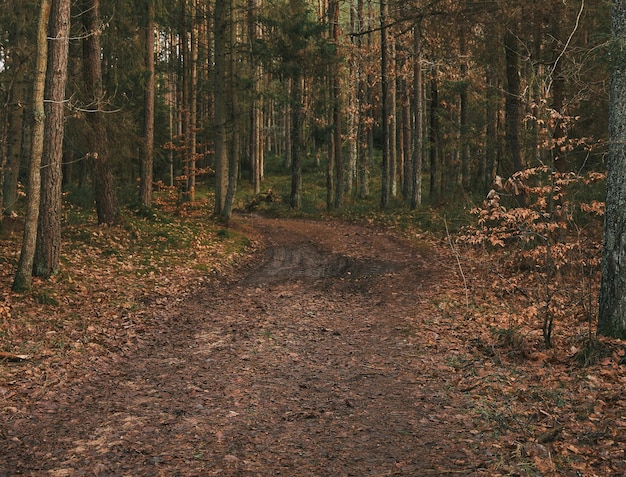 Deforestation disaster in the European woods Forest destroyed during storm