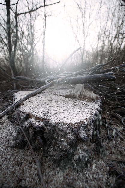 Deforestation for firewood for heating Blackout Preparation of brushwood for the winter furnace