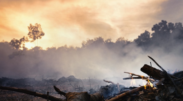 Photo deforestation of rainforest in asia.  smoke and air pollution from agricultural burning farm fields.