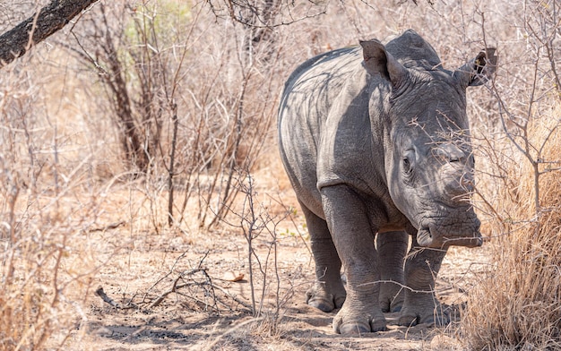 Dehorned Rhino closeup portrait in the Hwange National Park Zimbabwe