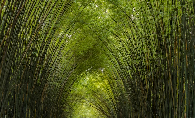 The delicacy of the tops of bamboo for background 