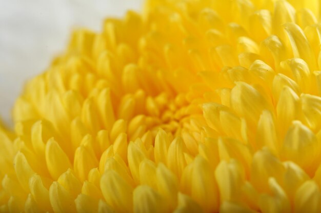 Delicate autumn yellow chrysanthemum macro