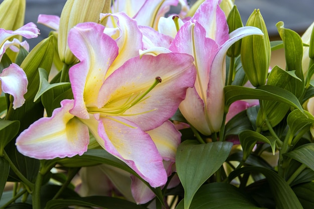 Delicate Cartain Tricolor lilies bloom in the garden, an oriental hybrid