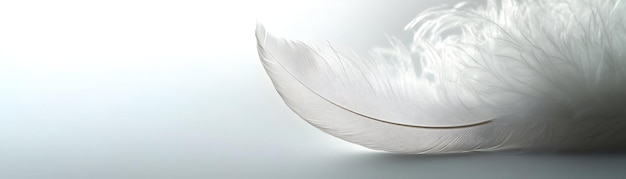 Photo delicate closeup of a single white feather on plain background perfect for janeiro branco campaig