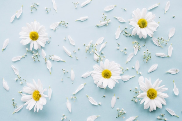 Photo delicate composition of daisies, baby's breath flowers and white petals on a light blue surface