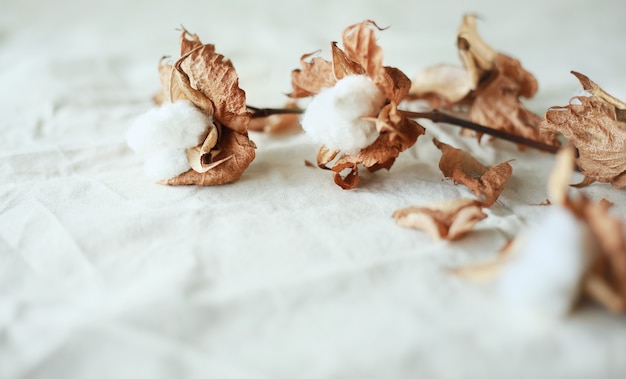 Delicate cotton flowers on white cotton cloth background.Organic cotton clothing idea.