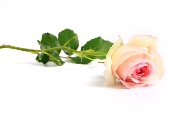 Delicate cream rose on a white background