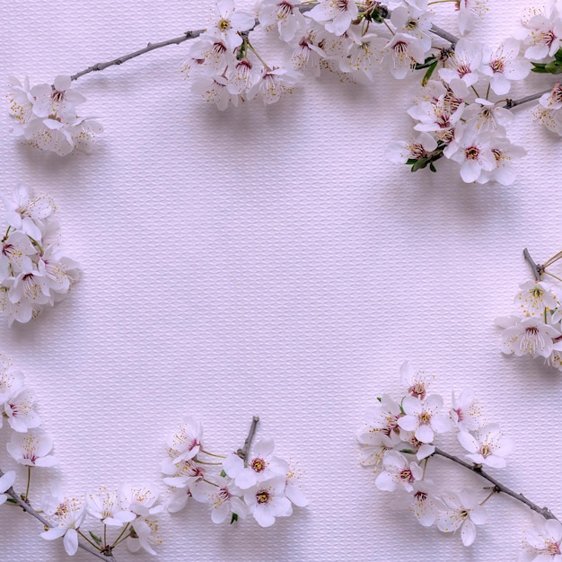 Delicate cute spring sakura flowers close up with copy space for design