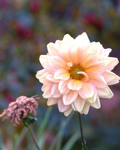 Delicate dahlia flower on the background of the autumn garden Perennial flowers hobby gardening