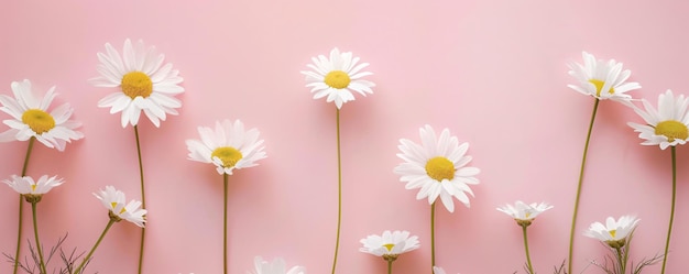 Delicate daisies on pastel pink background