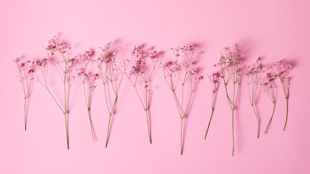 Delicate dry pink flowers Small flowers On a pink background Spring feminine cute Pink background Flowers Dried flowers Empty space Bouquet