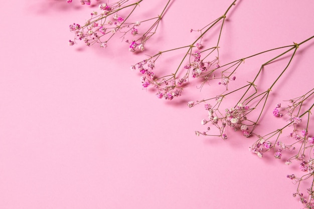 Delicate dry pink flowers Small flowers On a pink background Spring feminine cute Pink background Flowers Dried flowers Empty space Bouquet