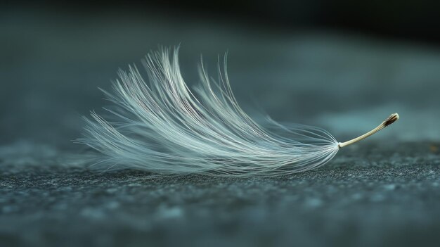 Photo delicate feather on a teeny stem