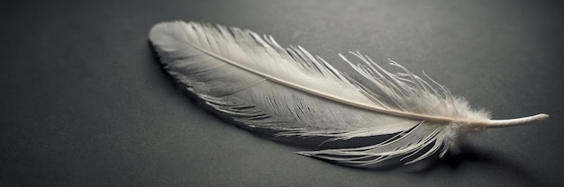 Delicate Feather with Fine Details and Soft Light