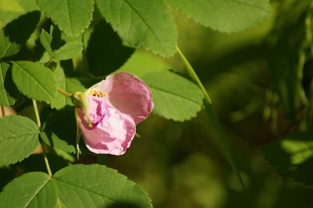 delicate flower on the background of foliage