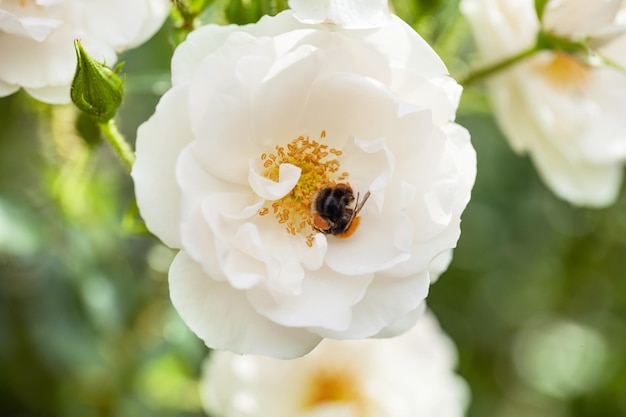 Delicate flowering shrub with roses and wild rose white color