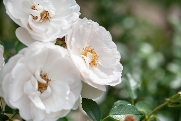 Delicate flowering shrub with roses and wild rose white color