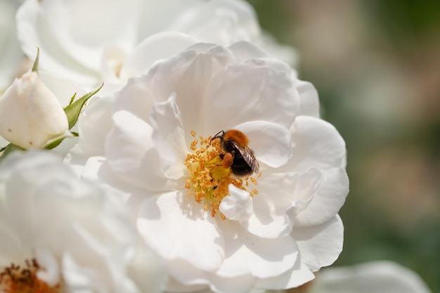 Delicate flowering shrub with roses and wild rose white color