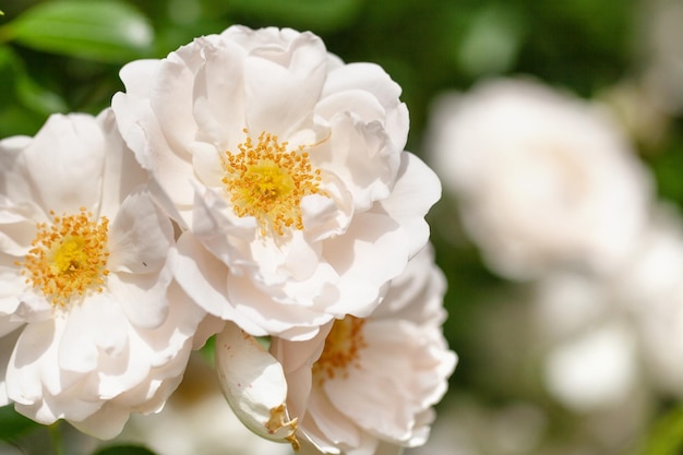 Delicate flowering shrub with roses and wild rose white color