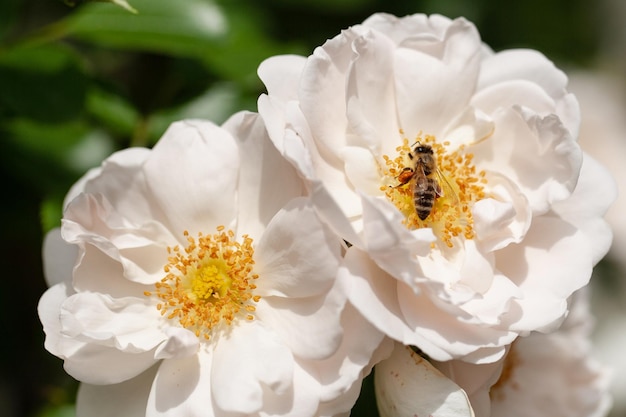 Delicate flowering shrub with roses and wild rose white color