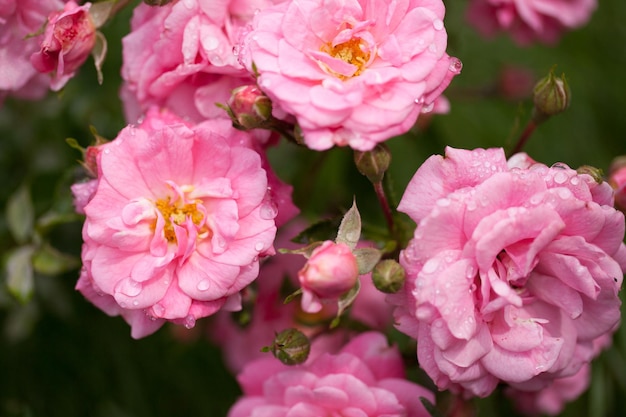 Delicate flowering shrub with roses and wild rose