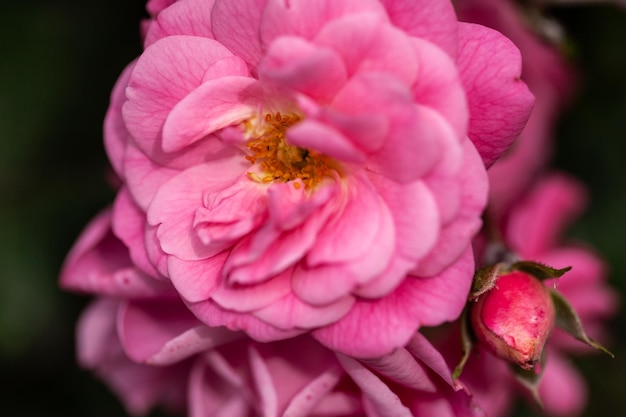 Delicate flowering shrub with roses and wild rose