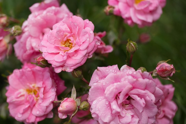 Delicate flowering shrub with roses and wild rose