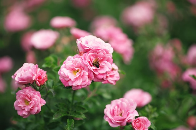 Delicate flowering shrub with roses and wild rose