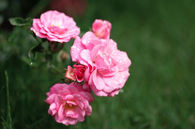 Delicate flowering shrub with roses and wild rose