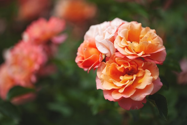 Delicate flowering shrub with roses and wild rose