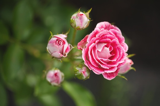 Delicate flowering shrub with roses and wild rose