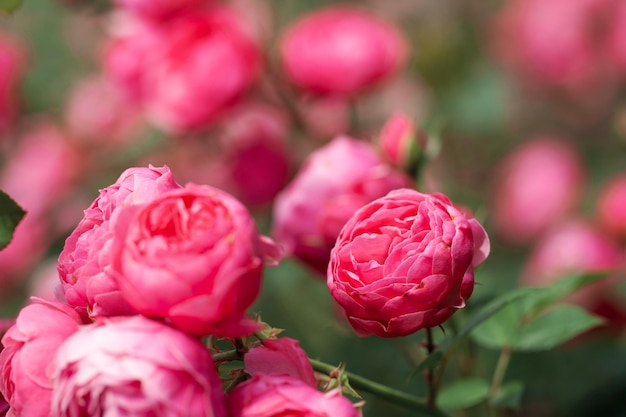 Delicate flowering shrub with roses and wild rose