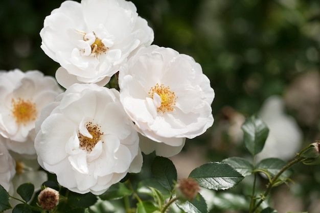 Delicate flowering shrub with roses and wild rose