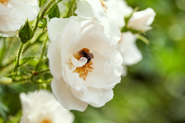 Delicate flowering shrub with roses and wild rose