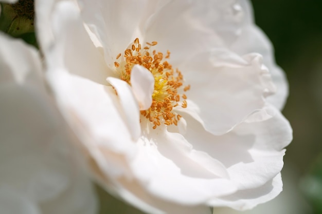 Delicate flowering shrub with roses and wild rose