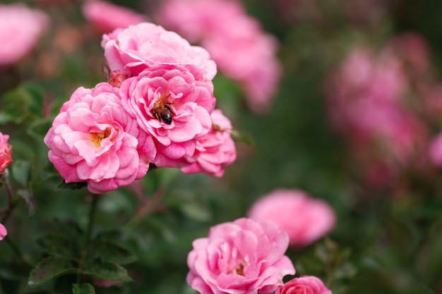 Delicate flowering shrub with roses and wild rose